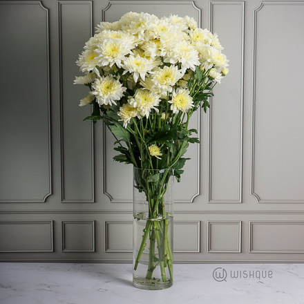 Champange Chrysanths Cut Flowers