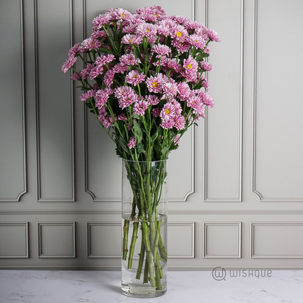 Lilac Daisy Chrysanths Cut Flowers