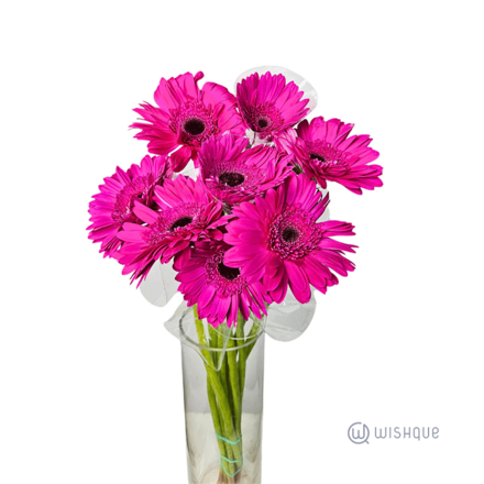 Purple Gebera Cut Flowers