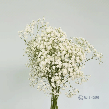 Filling Flower - Baby's Breath Cut Flowers