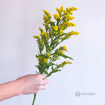 Filling Flower - Goldenrods Cut Flowers