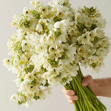 Filling Flower - Star Flowers Cut Flowers