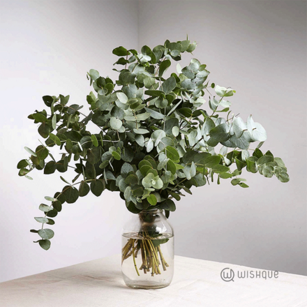Filler Leaves - Eucalyptus Leaves Cut Leaves