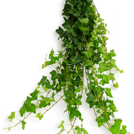Filler Leave - Ivy Cut Leaves