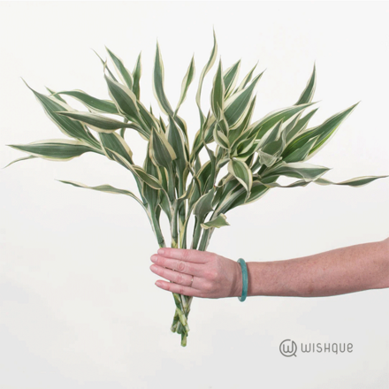 Filler Leave - Sanderiana Cut Leaves