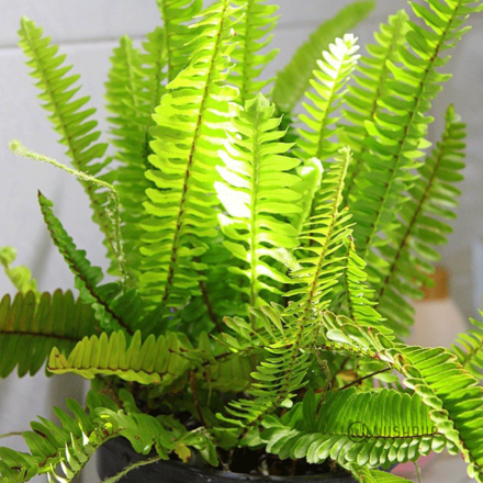 Filler Leave - Meemana Cut Leaves