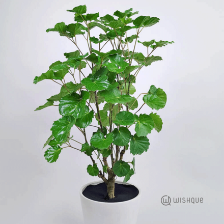 Filling Leaves - Balfour Aralia Cut Leaves