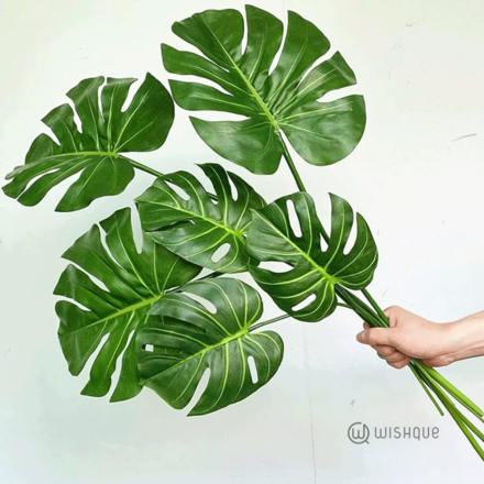 Filling Leaves - Monstera Leaves Cut Leaves