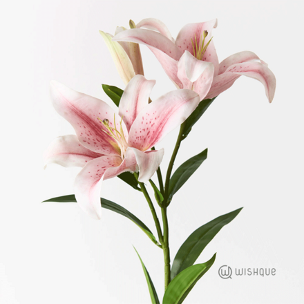 Tiger Lily ( Pink )