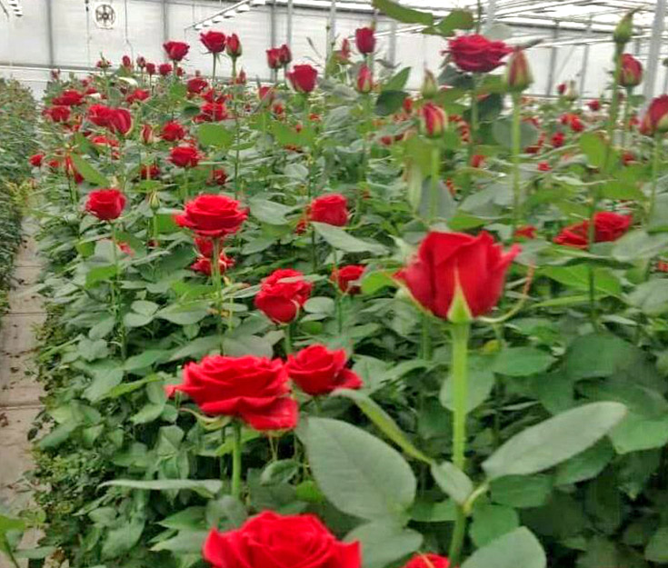 WishQue-Floral-Department-Farm-Fresh-Flowers.jpg